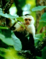 white faced monkey