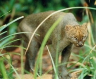 jaguarundi