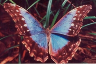 morpho